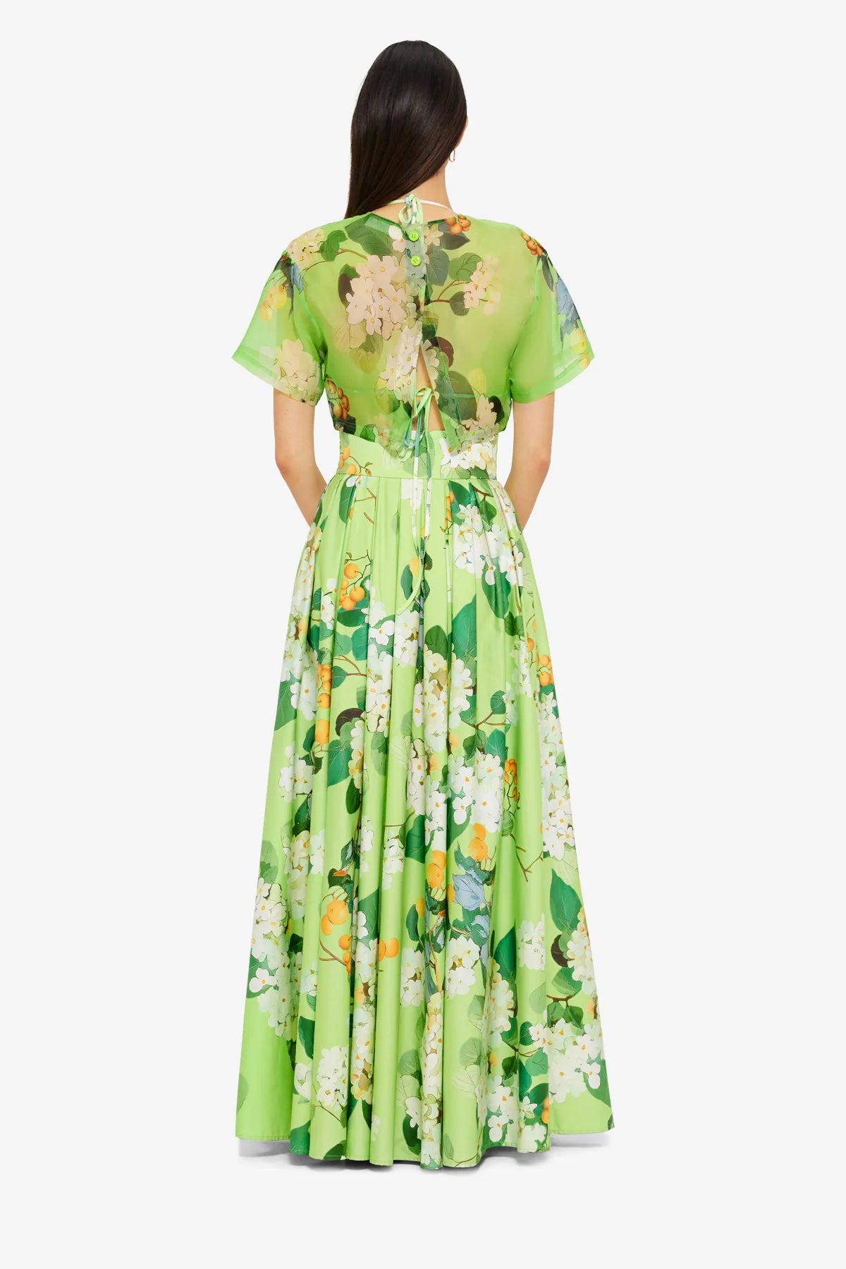 Hydrangea in Lime