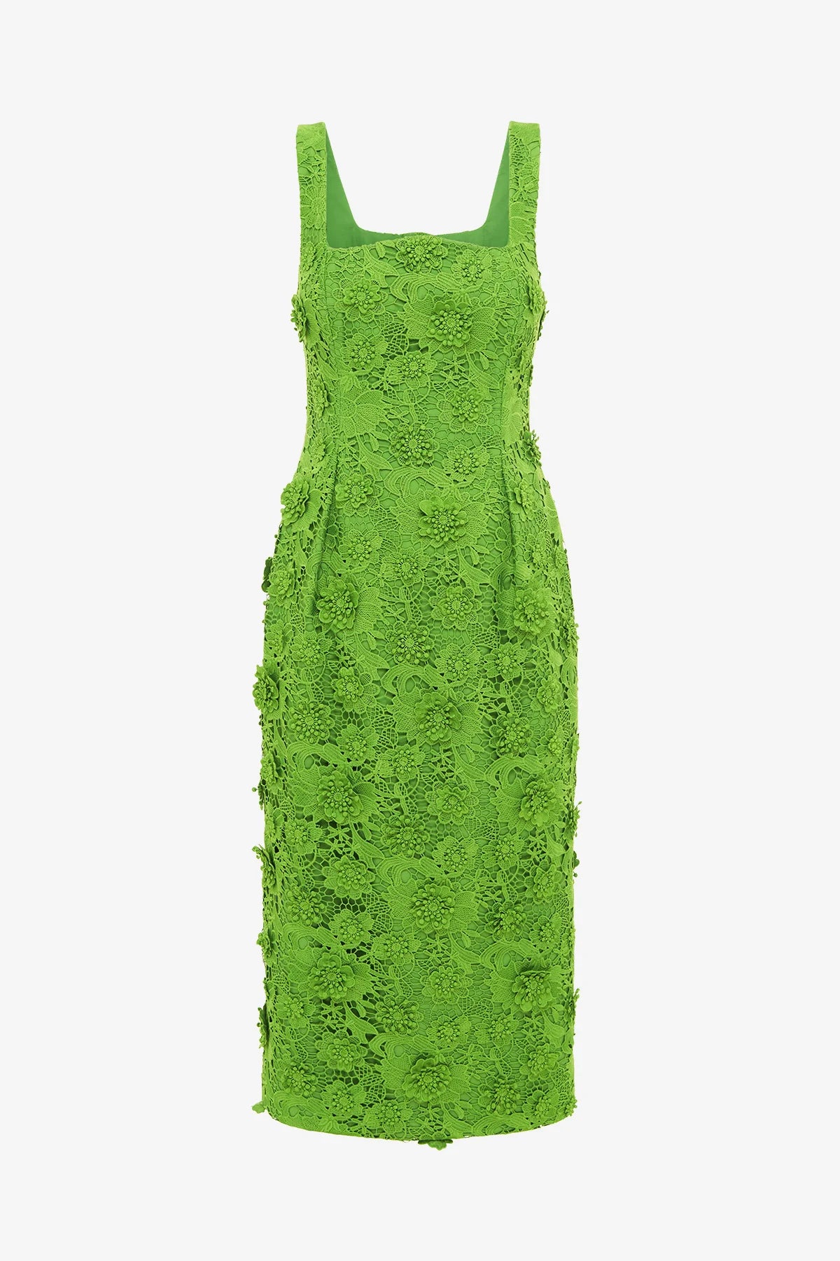 Fern