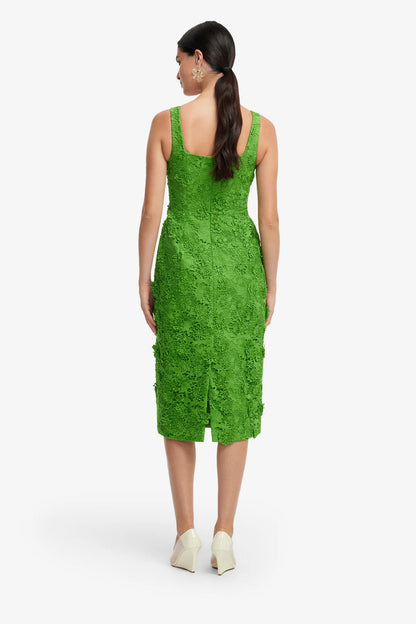 Fern